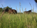 Variatie voor de paarden